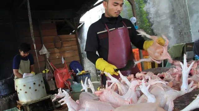 Bisnis Ayam Potong di Kampung Usaha Harian yang Menjanjikan